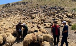 Şırnak'ta veteriner hekimlerden yaylalarda sağlık taraması ve eğitim seferberliği