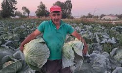 Söğütlü lahanasında hasat başladı