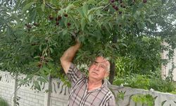 Stokların azlığı ve yüksek aroma tercihi Sultandağı vişnesini değerli yaptı
