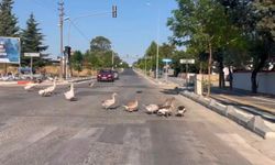 Sürücüleri gülümseten anlar: Kazlar trafiği durdurdu