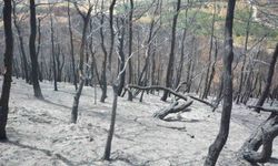 Susurluk'ta yangından etkilenen ormanlık alan yeniden yeşillendirilecek