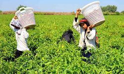 Tarım işçilerinin sıcakta ekmek parası mücadelesi