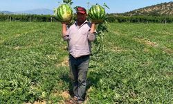 Tarlada para etmeyen karpuzu pazarda kendisi satıyor