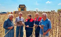 Tarsus'ta ayçiçeğinde 4 bin 485 ton rekolte bekleniyor