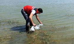 Tekirdağ'da göletlere 150 bin balık bırakıldı