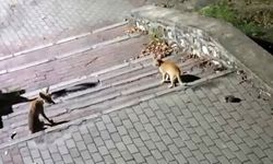 Tilki, kedi ve kirpi buluşması kamerada