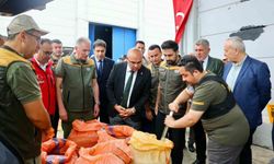 TMO, Giresun'da fındık alımına başladı