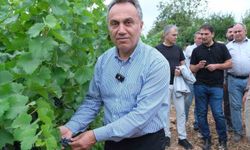 TOGÜ bağlarında sezonun ilk üzüm hasadı yapıldı