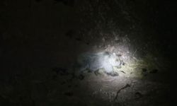 Tunceli'de gece kamerasında domuz ve ayı aynı anda görüntülendi