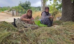 Türkiye'nin pırasa ambarında üretim mesaisi sürüyor
