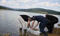 Uşak'ta Göğem Göleti'ne pullu sazan yavruları bırakıldı