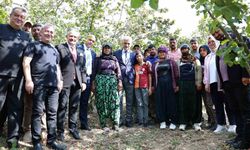 Vali Makas, Cumayeri'nde fındık hasadına katıldı