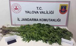 Yalova'da uyuşturucu operasyonu: 3 gözaltı