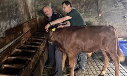 Yaylatepe'de buzağıların küpeleme işlemleri tamamlandı