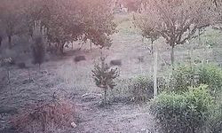 Yerleşim yerine inen domuz sürüsü kameraya yansıdı