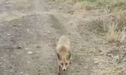 Yolda karşısına çıkan tilkiyi çerezle besledi