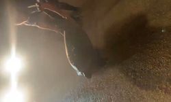 Yolunu şaşıran caretta carettayı kucağına alıp denize kavuşturdu