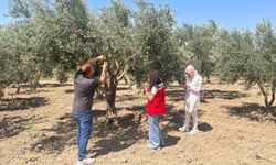 Zeytin sineğine karşı Manisa'da bahçeler tek tek kontrol ediliyor