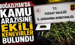 Boğazlıyan'da Kamu Arazisine Ekili Kenevirler Bulundu