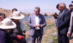 Vali Özkan'dan Doğankent'teki Çilek Tarlasına Ziyaret