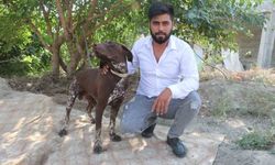 Adana'da köpeğe sopayla şiddet güvenlik kamerasında