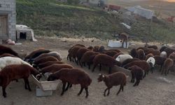 Ağrı'da besicilerde sonbahar hareketliliği