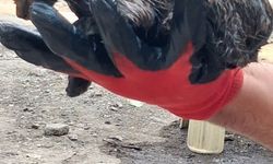 Ağrı'da ziftin içine giren yavru kedi ölümden döndü