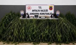 Aksu'da yasadışı kenevir operasyonu