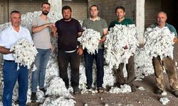 Araban Ovası'nda pamuk hasadı başladı
