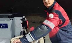 Arsuz'da kayalıklarda yorgun düşen leylek kurtarıldı