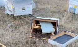 Ayılar arı kovanlarını parçaladı
