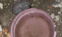 Bayburt'ta tavuklara bırakılan suya önce tilki şimdi de kirpi dadandı