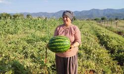 Beyağaç'ta ata tohumundan gelen bereket