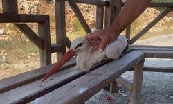 Bitkin düşen leyleğe mahallenin gençleri sahip çıktı