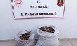 Bolu'da kaçak salyangoz operasyonu: 2 şahıs jandarmaya yakalandı