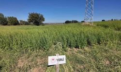 Çanakkale'de 7 yerli ve milli susam çeşidi hasat edildi