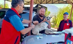 Çay'da evcil hayvanlara kimliklendirme ve kuduz aşısı yapıldı