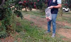 Çivril elmasına hasat öncesi pestisit kontrolü
