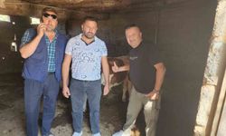 Çivril'de kaybolan iki buzağı mahalle halkını seferber etti