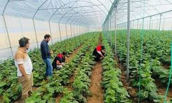 Cizre'de çiftçilere sera denetimi ve eğitimi