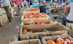 Çüngüş'te organik domates hasadı başladı