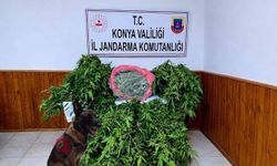 Depo görünümlü alana kenevir eken şüpheli yakalandı
