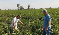 Didim'de pamuk tarlalarında zararlı denetimi