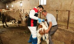 Erzincan'da hayvanları kenelere karşı korumak için ilaçlama başladı