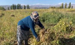 Erzincan'da kuru fasulyenin hasadına başlandı