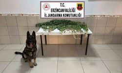 Erzincan'da uyuşturucu operasyonunda 227 kök kenevir ele geçirildi