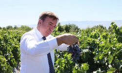 Erzincan'ın tescilli Cimin üzümünde 5 bin ton rekolte bekleniyor