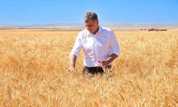 ETİ, kuraklığa dayanıklı Kanatlı Buğdayı'nın ilk tohumluk hasadını gerçekleştirdi