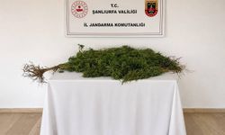 Eyyübiye'de 8 kök kenevir bitkisi ele geçirildi