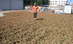 Fındıkta zorlu kurutma mesaisi sürüyor